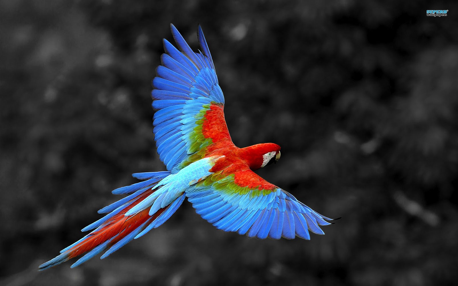 hd parrot wallpapers